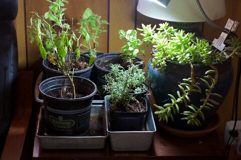 A collection of herbs growing indoors, including chili peppers, basil, rosemary, and oregano