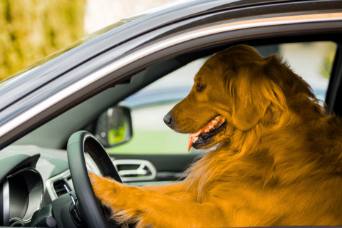 A golden retriever dog sits in the driver's seat of a car with its paws on the steering wheel.