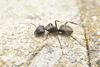 Two black ants are on a stone floor.