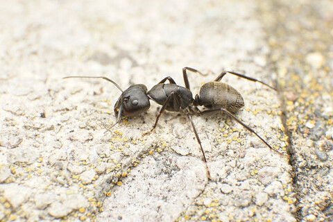 Two black ants are on a stone floor.