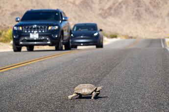 A road with a turtle crossing.
