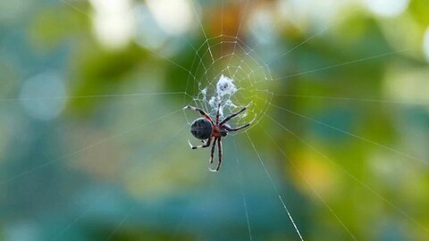 A spider is sitting on a web in the middle of a green forest.