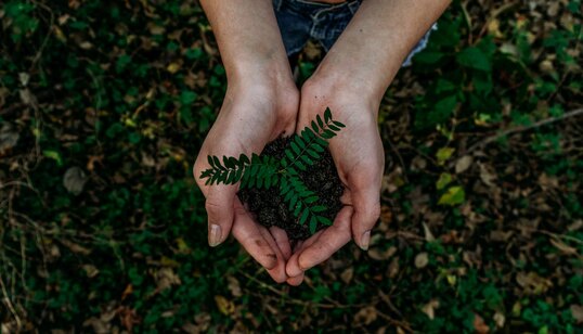 Person is holding a small plant in their hands.
