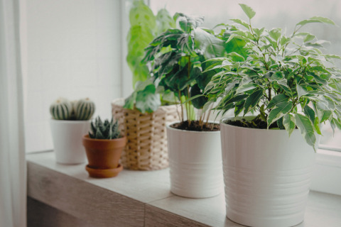 A collection of houseplants in various pots on a windowsill, including succulents, cacti, and leafy plants.