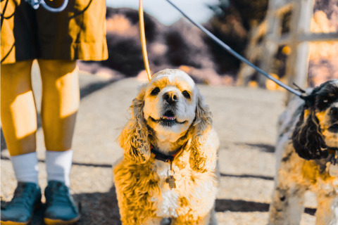 Two dogs, one a light-colored cocker spaniel and the other a darker-colored spaniel mix, are on leashes. The legs of a person in shorts and sneakers are visible on the left.